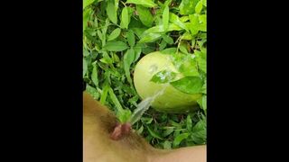 Girl pissing on the coconut in the jungle grass