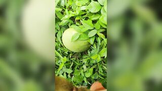 Girl pissing on the coconut in the jungle grass